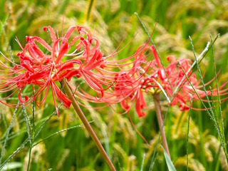 DSCF2773.jpg